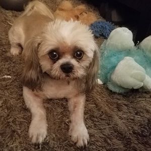 Meet your Posher, Teddy